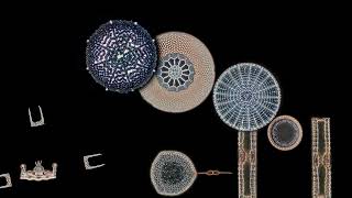 Marine diatoms in a quartz watch movementlike animation [upl. by Assenad774]