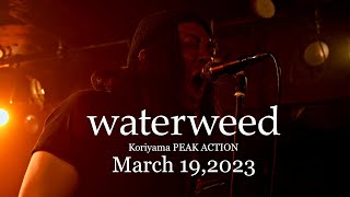 Agp Studio waterweed  March 192023 [upl. by Paluas]