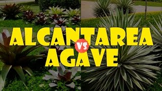 ALCANTAREA vs AGAVE [upl. by Ennaihs]