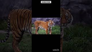 Tiger video shorts shortsvideo ytshorts animalplanetchannelAnimal planet 30 [upl. by Fisken]