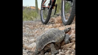 Desert tortoise checking out the trails [upl. by Toomay831]