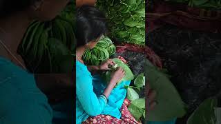 How to make betalnut bunchவெற்ற கவுளிவெற்றிலை கட்டுfarming விவசாயம் UyirAnbushorts tamil [upl. by Philis]