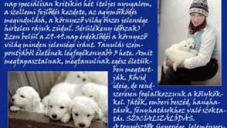 A KUVASZ EZER ARCA A kuvasz nevelése [upl. by Williams]