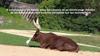 Le Héron Gardeboeuf et le Watusi  Parc de la Tête dOr  Lyon Rhône France [upl. by Htirehc]