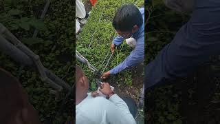 MultiLayer Farming Practical Demonstration  Akash Chaurasiya Multi Layer Farming [upl. by Dolhenty]