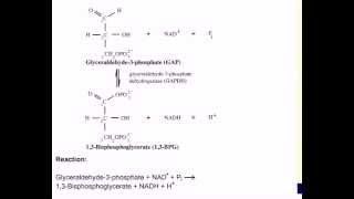 Mechanism of GAPDH [upl. by Aihsirt]