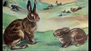 Watership Down Chapter 20 A Honeycomb and a Mouse FREE AUDIOBOOK UNABRIDGED [upl. by Grefe]