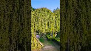 Walkway hanging plants ✨️ shorts naturebeauty naturelovers [upl. by Dnallor]