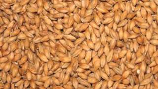 Basics of Home Brewing What is malt and malted barley [upl. by Nifares]