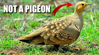 Sandgrouse Facts NOT a DOVE 🪽 Animal Fact Files [upl. by Alyose443]