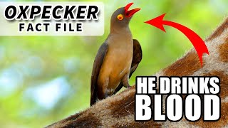 Oxpecker Facts they drink BLOOD  Animal Fact Files [upl. by Nafets451]