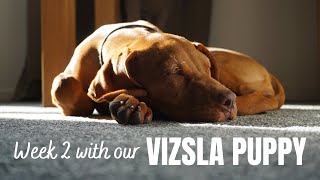 Week 2 with a 13 week old Vizsla [upl. by Nired]