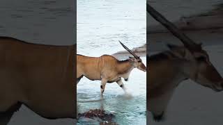 WOW😱 What a crossing Have you ever seen this eland wildlife shorts [upl. by Ettenad981]