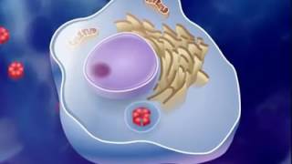 antigen antibody reaction [upl. by Ilhsa]