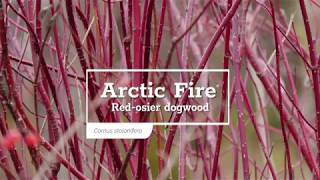 30 Seconds with Arctic Fire® Red Twig Dogwood [upl. by Guttery]