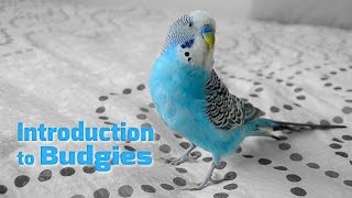 Introduction to Budgies  Budgerigars  Parakeets [upl. by Ahseenyt]