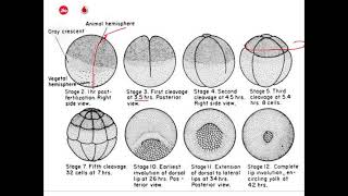 Blastulation of frog part 2 and fate map of blastula [upl. by Jariv]