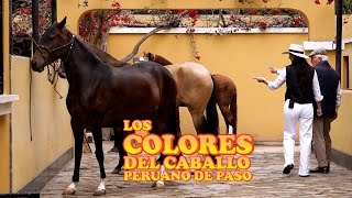 A CUATRO TIEMPOS TV  LOS PELAJES DEL CABALLO PERUANO DE PASO [upl. by Sivam72]