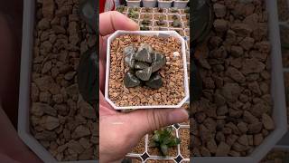 Haworthia Springbokvlakensis Tropical Night Variegated haworthia plants succulents propagation [upl. by Carlye]