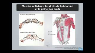 paroi de labdomen et region inguino femoral partie 1 [upl. by Ellehcam]