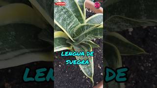 LENGUA DE SUEGRACULTIVA ESTA PLANTA EN CASA FACIL lahuertitadeguille shorts parati [upl. by Einahpets]