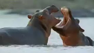 How Hippos Manage Their Young  Cute Baby Animals  BBC Studios [upl. by Paton270]