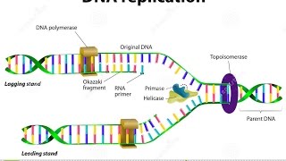 How Nucleotides are Added in DNA Replication [upl. by Leighland]