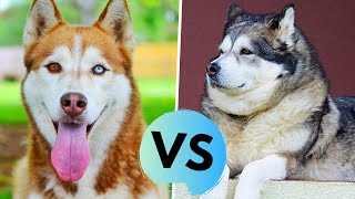 Alaskan Malamute vs Siberian Husky Difference [upl. by Aisauqal]