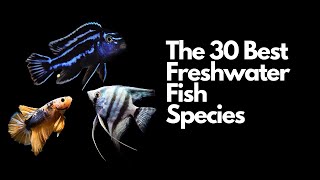 The 30 Best Freshwater Aquarium Fish 🐠 [upl. by Bitthia426]