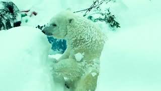 Polar bears in the snow 🐻‍❄️🐻‍❄️🤍🤍 music wildlife travel [upl. by Poucher]