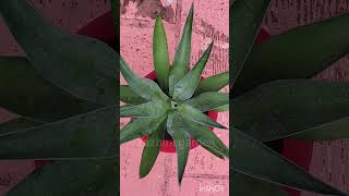 Agave plant for sales  order whats app 6380898037  plant sale video [upl. by Skvorak]