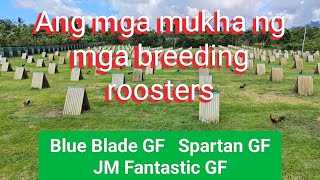 EP563 part 1 Ang mga mukha ng mga breeding roosters ng Spartan GF Blue Blade GF at JM Fantastic [upl. by Lynnea]