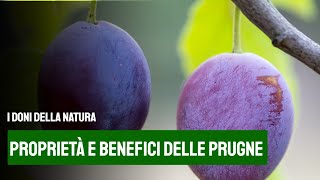 LE PRUGNE proprietà e benefici di questo frutto [upl. by Mattland]