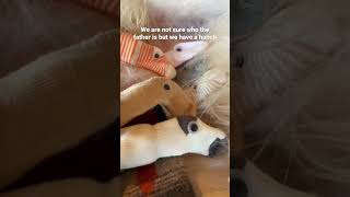 It’s an absolute miracle Omg borzoi puppies litter dogsofyoutube [upl. by Codie]