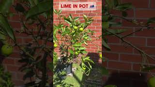 Lime in pot limetree lime garden gardentips pinispinos [upl. by Ayatahs]