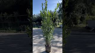 ✅✅ eccolo laurus Nobilis h 180200 bellissimo 📲 info 3496496771 [upl. by Anits]