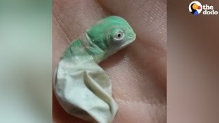 Baby Chameleon Hatches Then Changes Color  The Dodo [upl. by Neyrb]