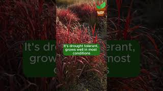 BeginnerFriendly Ornamental Grasses [upl. by Dent26]