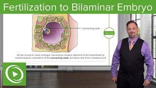 Fertilization to Bilaminar Embryo – Embryology  Lecturio [upl. by Chak]