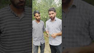 Present Scenario of LeafblotchMinor in kashmir valley…How to control this pest during Pre [upl. by Lough]