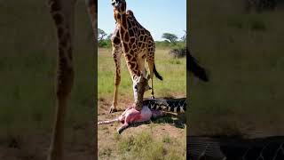 While the giraffe was giving birth she was attacked by a python animals [upl. by Adaval304]