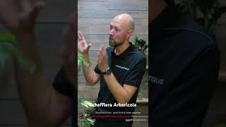 Schefflera arboricola reels plants houseplants indoorplants gardening reels [upl. by Nosnarb770]