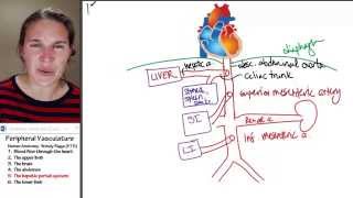 Circulation 5 Hepatic portal system [upl. by Claudio775]