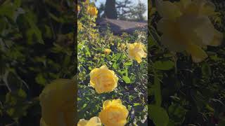 Rose vlog 10272024 Chching rose under sunlight none stop blooming all year around [upl. by Ittam]