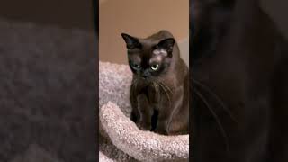 Courageous Burmese kitten climbs 6foot cat tree  Too Cute  Animal Planet [upl. by Kred789]