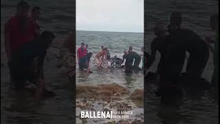 Ballena en Playa Baracoa Bauta [upl. by Aizitel]