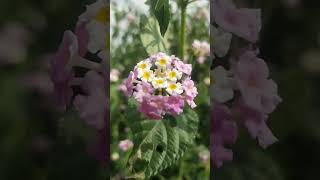 Lantana camara medicinal plant song [upl. by Issim]