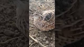 cailles femelles isabelle et commune chantent dans le jardin [upl. by Naugan]