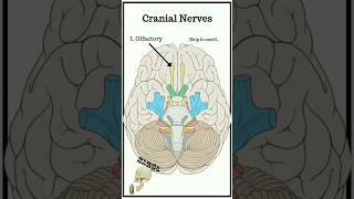 song to learn cranial nerves 😱 neet neet2024 music trending short shortsfeed [upl. by Aerised]