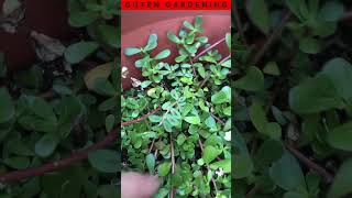 Edible Purslane vs Toxic Spurge Know the Difference [upl. by Lynett874]